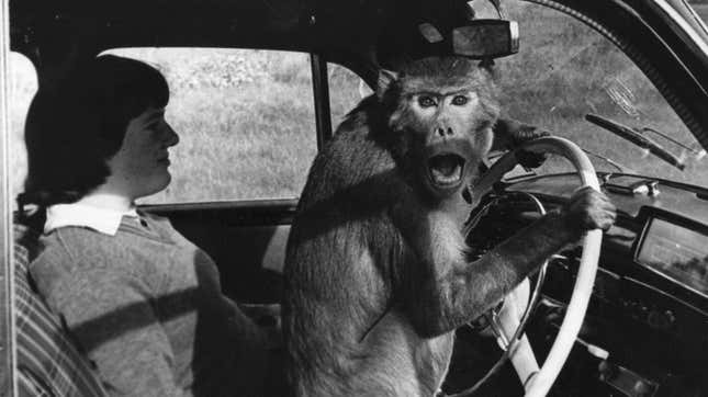 A “cheeky chauffeur.” Get it? Monkeys don’t drive! Hilarious!