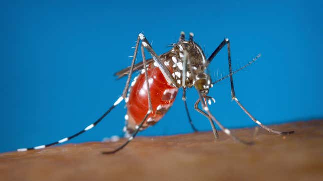 Los mosquitos Aedes albopictus han empezando a poner huevos resistentes al invierno.