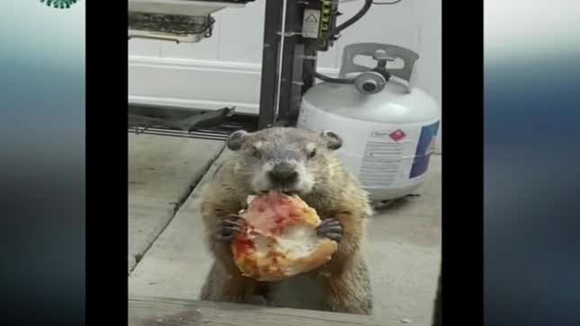 Image for article titled This groundhog methodically munching pizza for an hour is an inspiration to us all