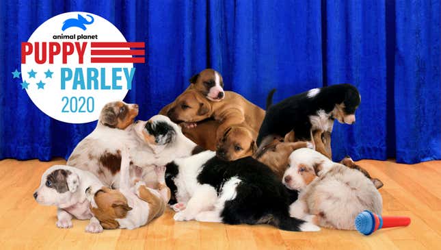 Image for article titled 13.5 Million Americans Tune In To Watch Animal Planet’s ‘Puppy Parley’ During DNC Debate Halftime Show