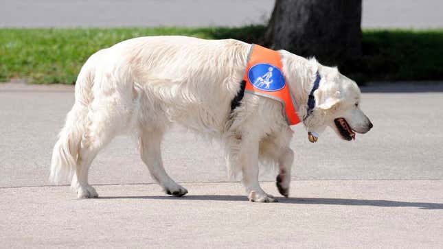 Image for article titled Seeing Eye Dog Really Blows Off Some Steam In Dog Park
