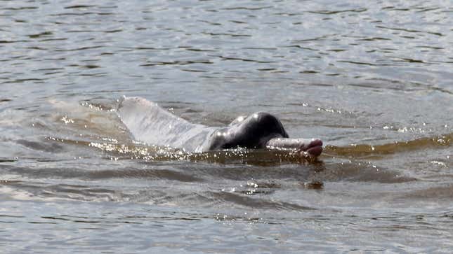 An Araguaian river dolphin in Cantão State Park, Brazil