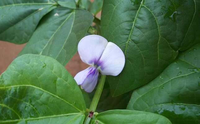 Descubren un nuevo tipo de antibiótico oculto en las raíces de una planta de la selva mexicana