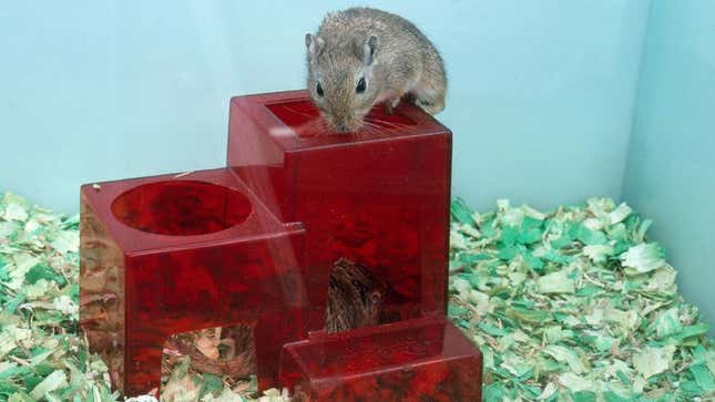 Image for article titled Gerbil Running Late Will Have To Eat Her Babies On The Go