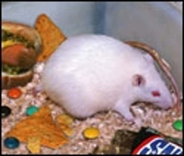Image for article titled Obesity-Study Lab Rat&#39;s Life Pretty Sweet