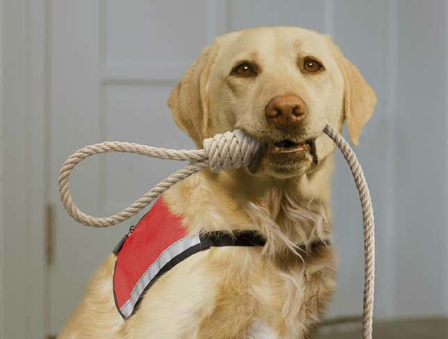 Image for article titled New Program Provides Depressed Americans With Suicide Assistance Dogs