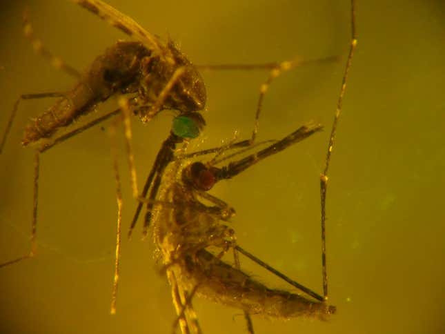 Imagen para el artículo titulado Una nueva investigación descubre cómo los mosquitos nos encuentran para picarnos