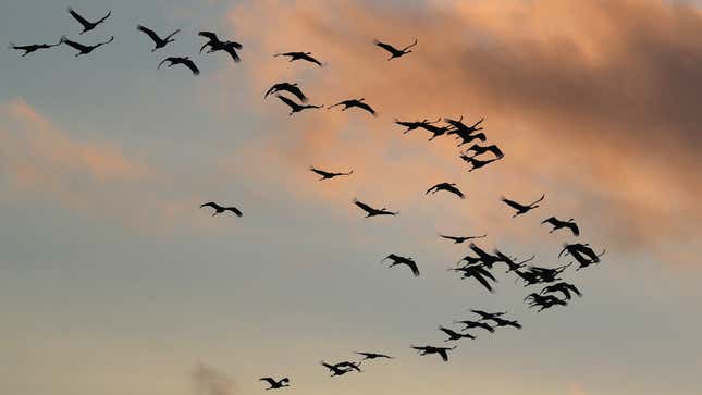 These birds are flying. Other birds have not been so lucky, though!