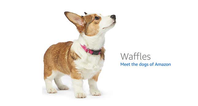 Image for article titled Amazon's Error Dogs, Ranked