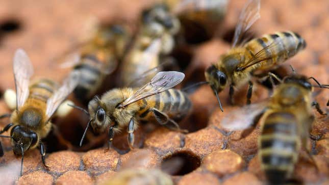 The decline of bees is perhaps the best example of how much we’re harming insects at large.