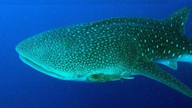 Un tiburón ballena.