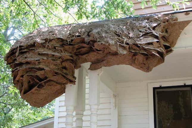 Imagen para el artículo titulado Alabama alerta a sus ciudadanos tras la aparición de gigantescos nidos de avispa en los vecindarios