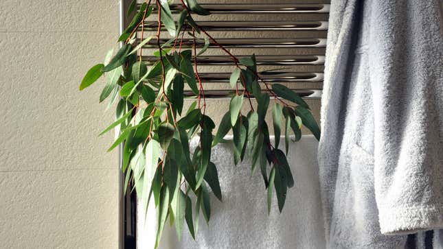 Image for article titled Enhance Your Shower Experience With Eucalyptus