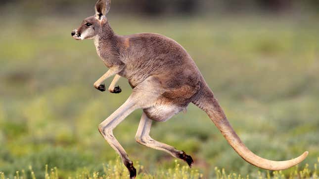 Image for article titled Kangaroo Decides He&#39;ll Get There Faster By Just Running