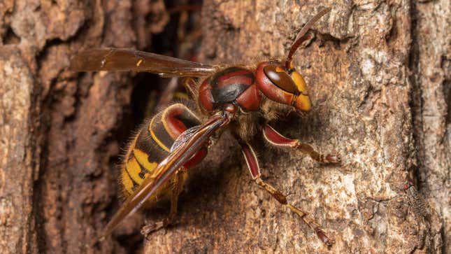 These Insects Are Not 'Murder Hornets' So Please Stop Killing Them