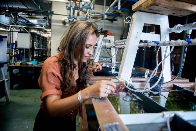 Schnell working with her cephalopods at the Marine Biological Laboratory in Woods Hole, Massachusetts.