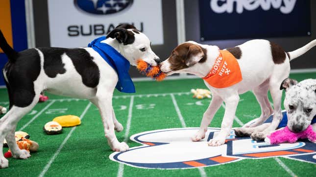Image for article titled How To Throw Your Own Puppy Bowl