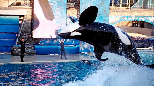 Millions of Americans say they are “100 percent in SeaWorld’s corner again” after watching orca Kayla perform a “completely sick” backflip. 