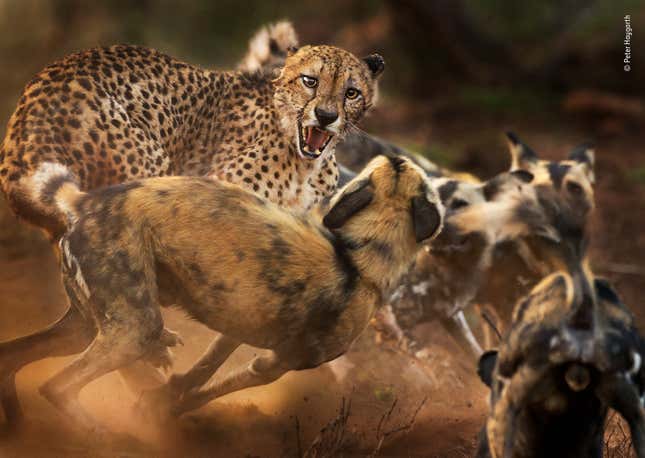 Peter Haygarth/Wildlife Photographer of the Year