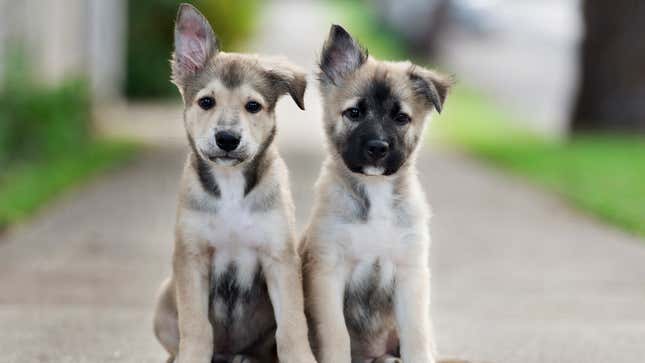 Image for article titled 11 Dogs So Perfect They’ll Make You Google Your State’s Bestiality Laws