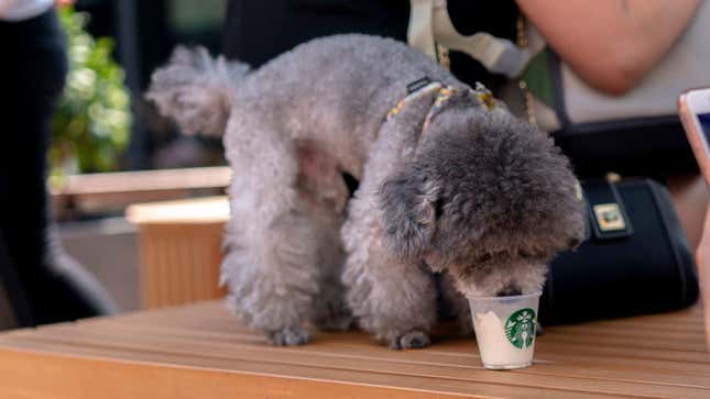 A poodle eats Starbucks ice cream at a pet-friendly Starbucks in China