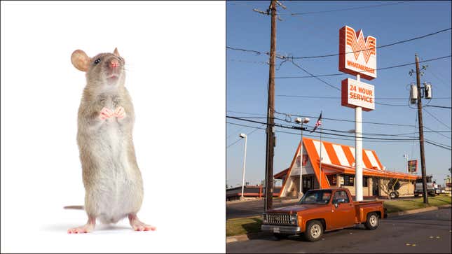 Image for article titled In memoriam: The mouse who met its terrible end in a Whataburger fryer