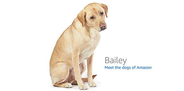 Image for article titled Amazon's Error Dogs, Ranked