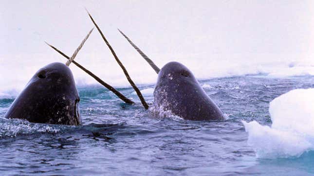 A pair of narwhals breaching the surface. 