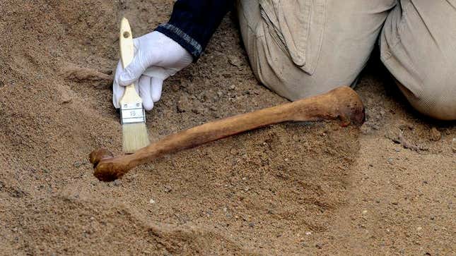 Image for article titled Archaeologists Discover Ancient Femur That Could Make Mouthwatering Broth