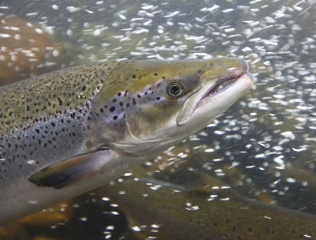 Image for article titled Salmon Just Knows It Going To Jump Right Into Grizzly Bear’s Mouth