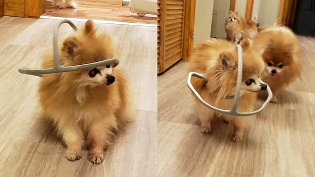 This Guy Used 3D Printing to Help His 18-Year-Old Blind Pup Get Around Safely