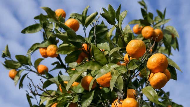 Mandarin oranges on leafy green orange tree
