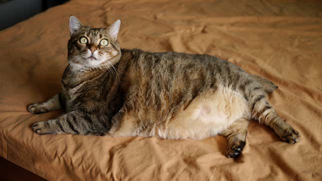Image for article titled Internet Cat Has Girth That One Might Say Is Unusual Among His Species