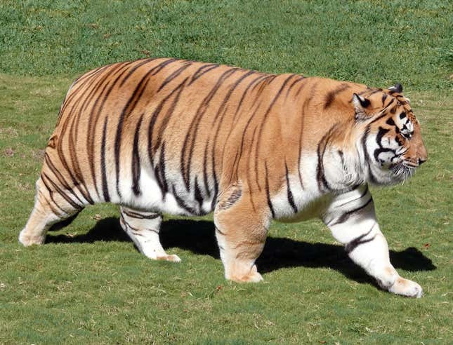 Image for article titled LSU Tiger Reports To Training Camp Completely Overweight