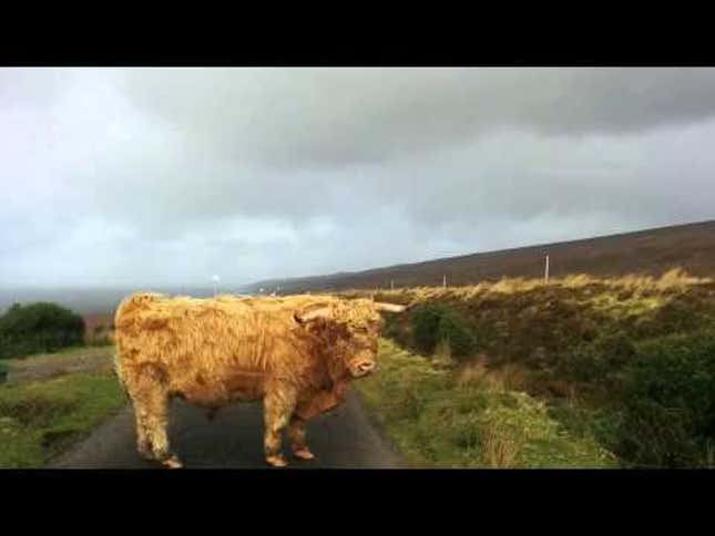 This Scottish Road Block Is Different Than Any You've Ever Encountered