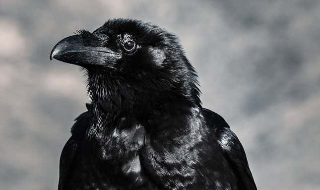 Imagen para el artículo titulado Los cuervos son capaces de sentir empatía hasta el punto de que se indignan cuando ven a otro cuervo enfadado