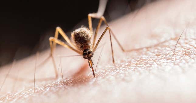 Imagen para el artículo titulado El escondite de los mosquitos para desaparecer en los meses de invierno