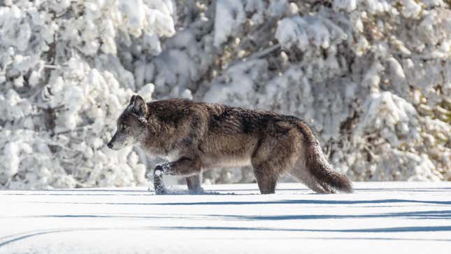 A wolf moving through fresh snow in Yellowstone National Park.