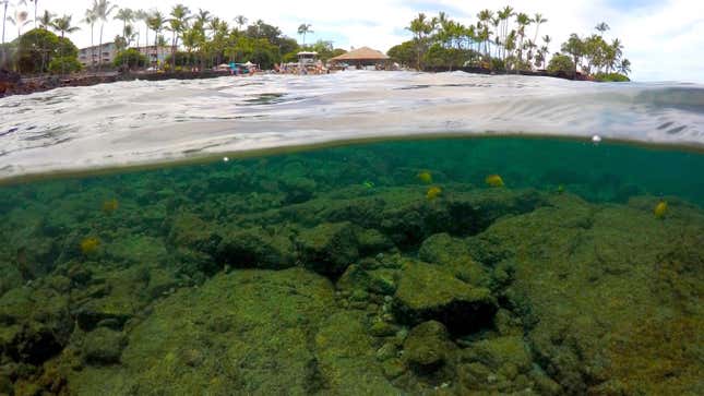 ¿El blanqueamiento de los arrecifes de coral? Échale la culpa a las compañías de combustibles fósiles.
Foto: AP