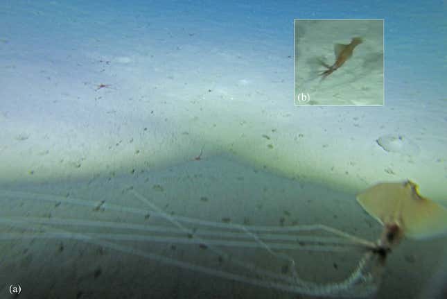 Towed-camera images of a bigfin squid, seen at a depth of 7,146 feet (2,178 meters).