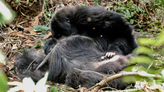 A young mountain gorilla inspects the body of his mother for several hours after she died in Volcanoes National Park, Rwanda.