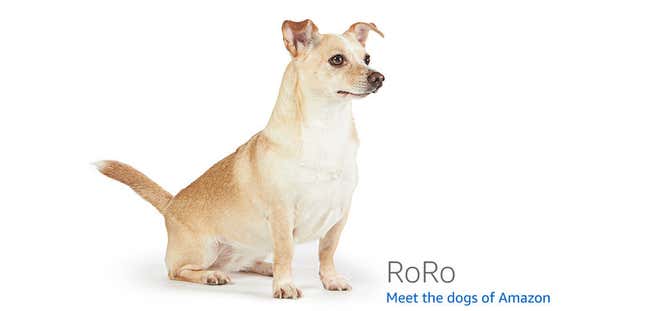 Image for article titled Amazon's Error Dogs, Ranked