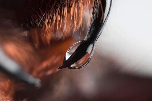 Imagen para el artículo titulado Descubren por qué esta temible araña australiana es tan mortal para los humanos