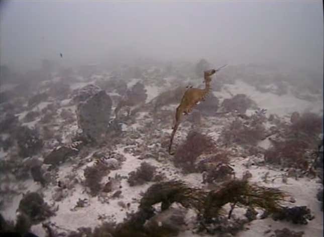 Prior to this 2016 expedition, this species of seadragon had never been spotted alive and in the wild.