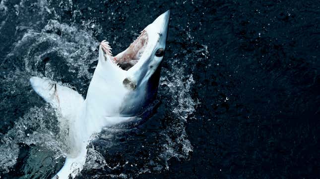 A mako shark caught on a line during a fishing competition.