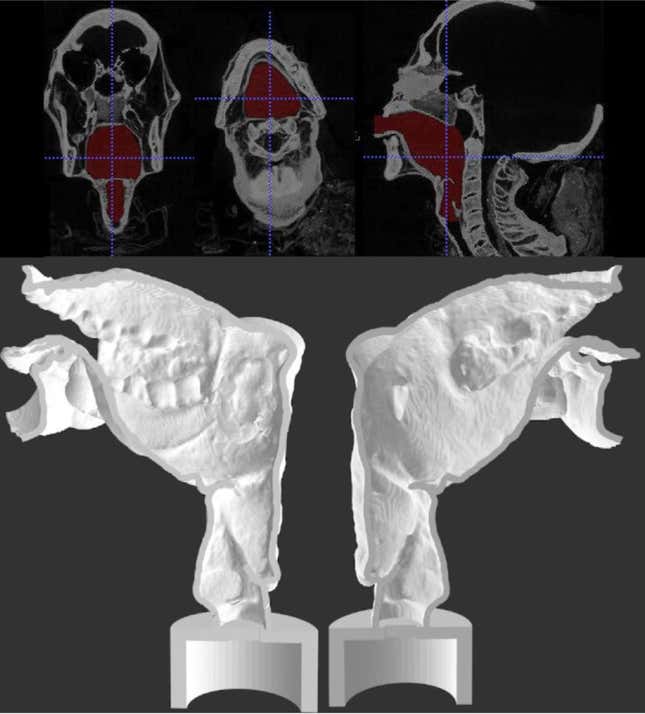 Top: CT scans of the mummy’s vocal tract. Bottom: Digital representation of the two halves of the 3D-printed vocal tract.