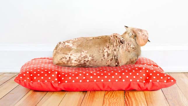 Image for article titled Popular Designer Dog Breed Just Twisted Spinal Cord Attached To Collapsed Lung
