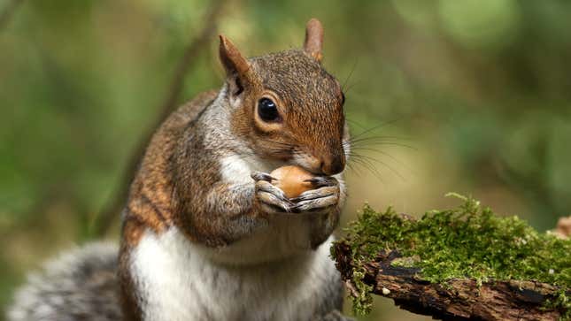 Image for article titled Idiotic Squirrel With Acorn Runs Away From Man As If He Doesn’t Get To Eat All The Nuts He Wants