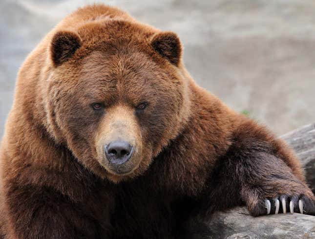 Image for article titled Bear Emerges From Hibernation Refreshed And Ready To Kill