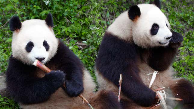 Image for article titled Zookeepers Confirm Pandas Not Mating Because They’re Scared Of Messing Up Friendship